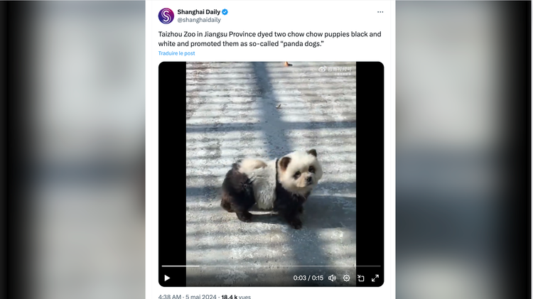 Cina: lo zoo sotto accusa per aver tinto dei cani di nero e bianco per l’esposizione “panda”