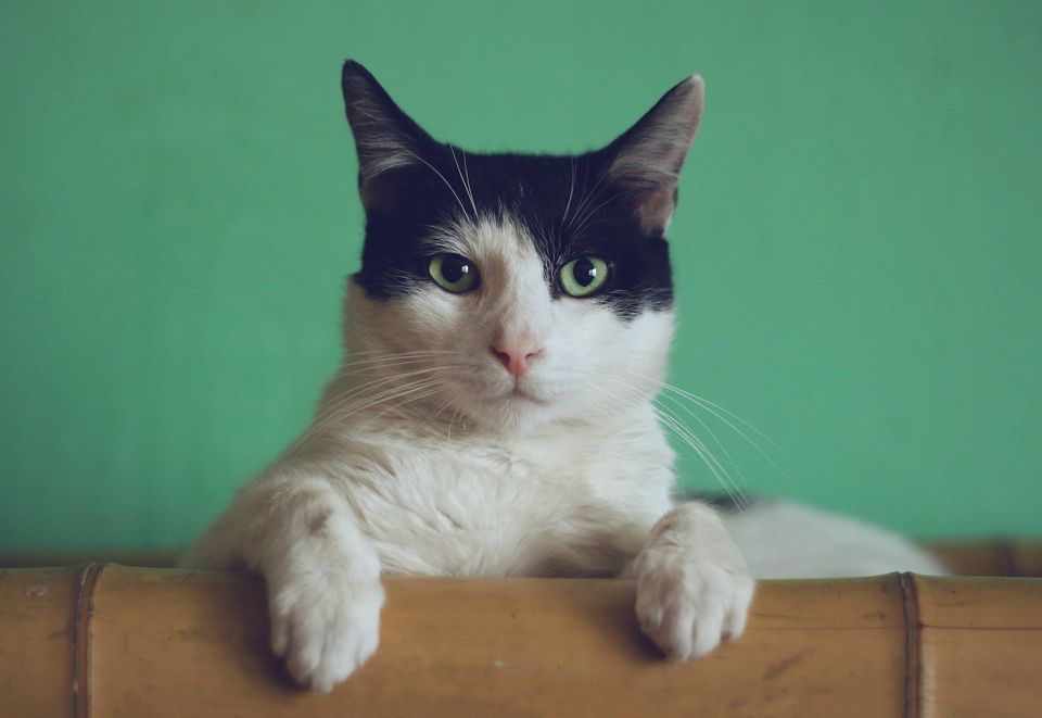 Questi 10 segnali indicano che il vostro gatto vi ama