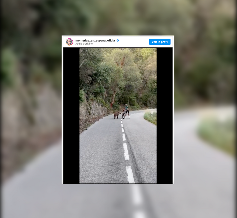 Video: un ciclista si trova faccia a faccia con un cinghiale su una strada in Spagna